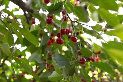 Red cherries on the tree Stock Photos