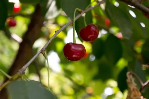 Red cherries on the tree Stock Photos