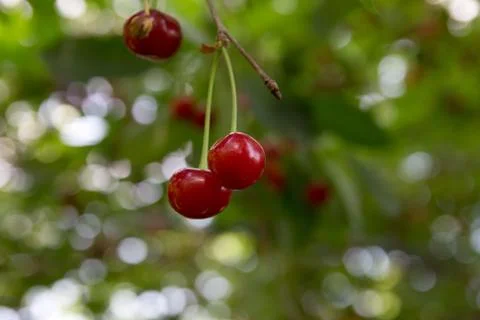 Red cherries on the tree Stock Photos
