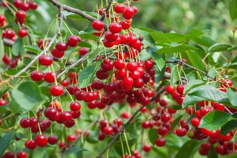 Red cherries on the tree Stock-Fotos