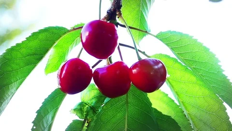Red Cherries On A Tree in Slow Motion Stock Footage 90555456