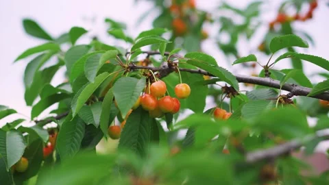 Red cherries on trees, ripe berries with green leaves. Organic fruits Stock Footage 244164830