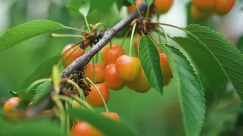 Red cherries on trees, ripe berries with green leaves. Organic fruits Stock Footage 246001499