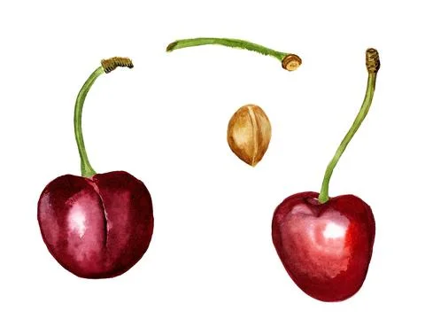 Red cherry and stone Stock Illustration