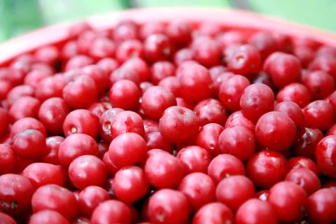 Red cherry background Stock-Fotos