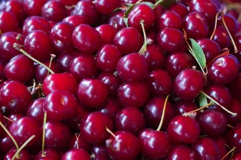 Red cherry background Stock Photos