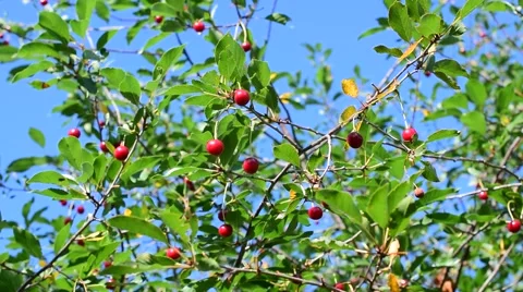 Red cherry berries on background of blue sky Stock Footage 66718030