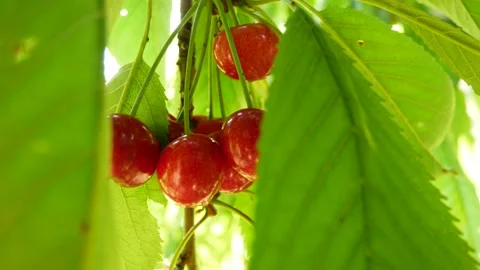 Red cherry berries on a branch Stock Footage 132742446