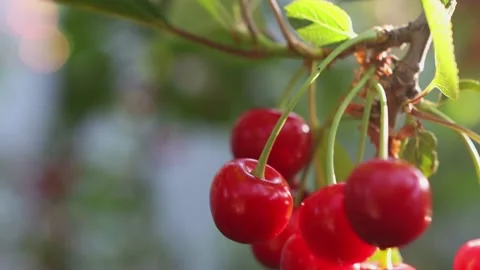 Red cherry berries close-up on a tree branch. The sun's rays hit the cherries Vídeos de archivo 155816735