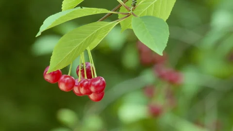 Red cherry berries hang on a branch. Wet cherries from the rain. Video stock 280210697