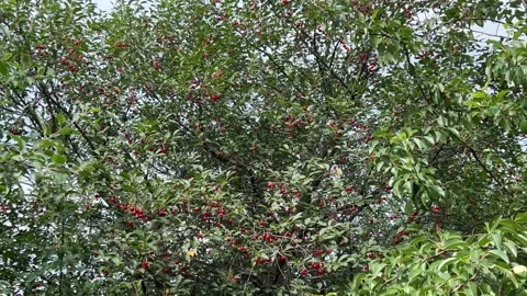 Red cherry berries on a tree Stock Footage 202287876