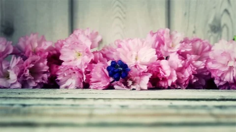 Red cherry blossom with grape hyacinth on wood, blue toned Stock Footage 88990309