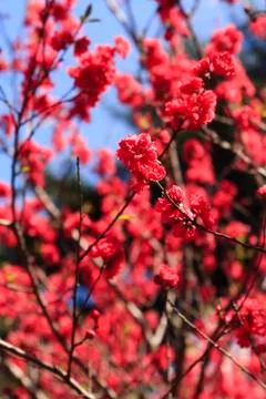 Red cherry blossom Stock Photos