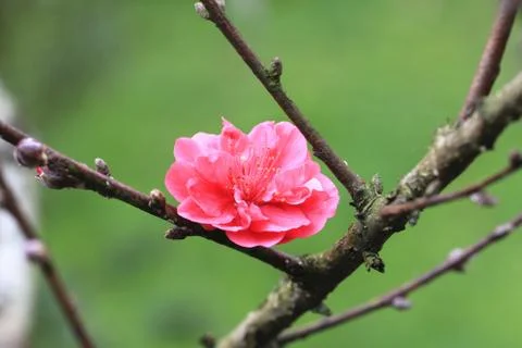 Red Cherry blossom Stock Photos