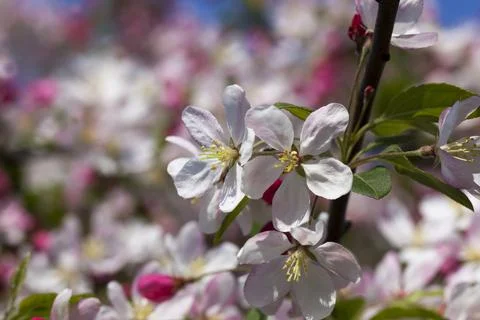 Red cherry blossom in spring Stock Photos