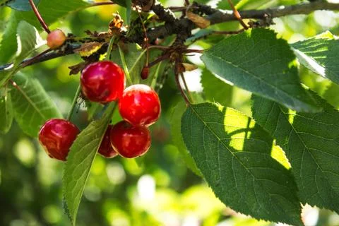 Red cherry on a branch in the garden Stock Photos