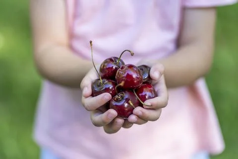 Red cherry children's hands. Stock Photos