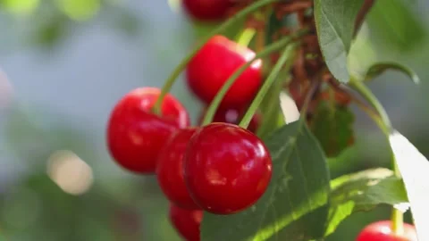 Red cherry close-up on a branch of a fruit tree close-up. Stock Footage 155816770