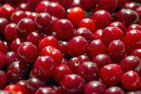 Red cherry closeup Stock Photos