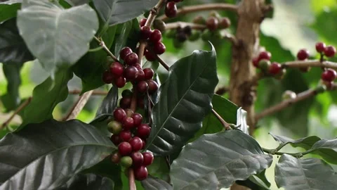 Red Cherry coffee beans on the branch of coffee plant before harvesting. Stock-Footage 157397569