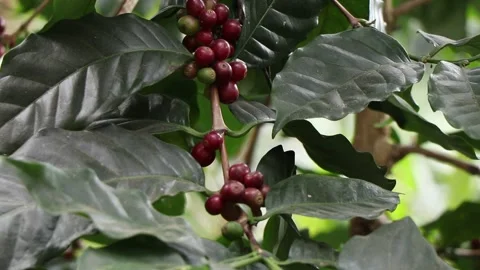 Red Cherry coffee beans on the branch of coffee plant. Stock Footage 157397580