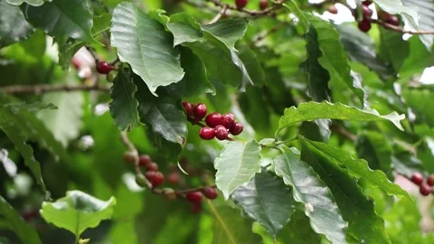 Red Cherry coffee beans on the branch of coffee plant before harvesting. Stock Footage 157397588