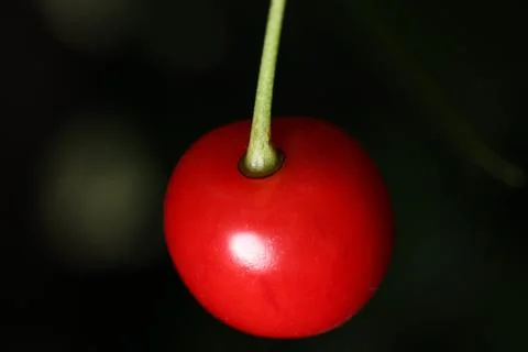 Red cherry on a dark background close-up Stock Photos