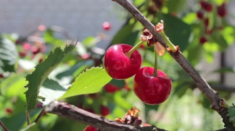 Red cherry Stock Footage 51081771