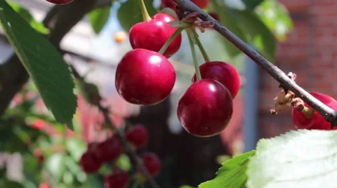 Red cherry Stock Footage 51082008