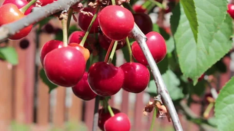 Red cherry Stock Footage 51082319