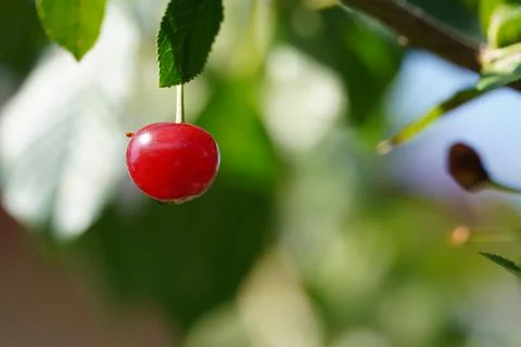 Red cherry fruit Stock Photos