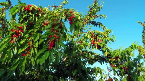 Red Cherry Fruit at Tree Branch Stock Footage 52096514