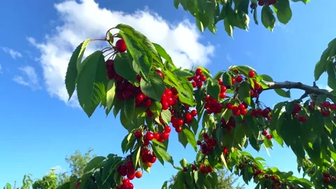 Red cherry fruits on the branches of the tree Vídeo Stock 183284047
