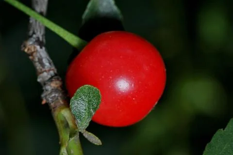 Red cherry with a green leaf on a dark background close-up Stock Photos