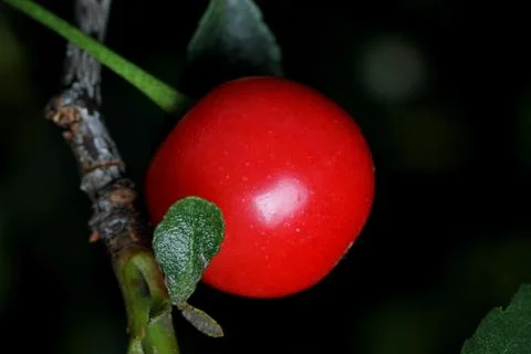 Red cherry with a green leaf on a dark background close-up Stock-Fotos