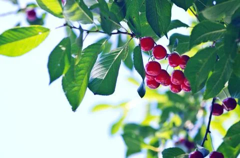 Red cherry on green tree. Blue sky. Stock Photos