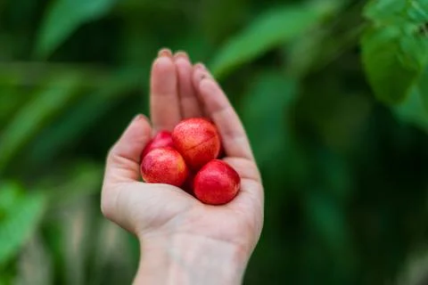 Red Cherry in the hand on green background Stock-Fotos