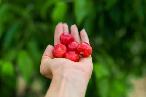 Red Cherry in the hand on green background Stock-Fotos
