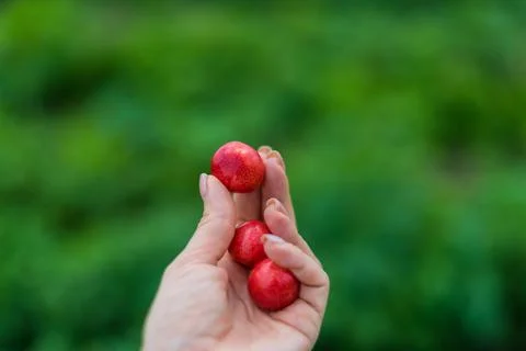 Red Cherry in the hand on green background Stock-Fotos