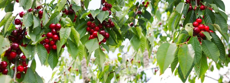 Red cherry hanging on a tree in the summer garden. Stock Photos