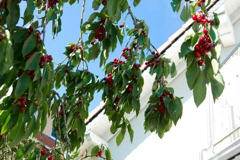 Red cherry hanging on a tree in the summer garden. Stock Photos