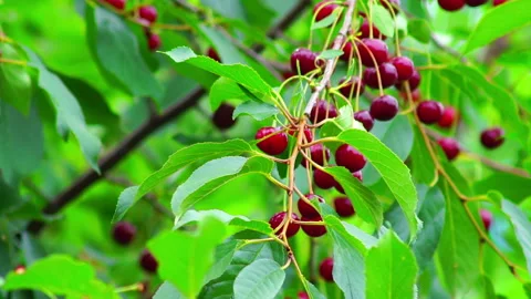 The red cherry is hanging on a tree in the village. Stock Footage 92661517