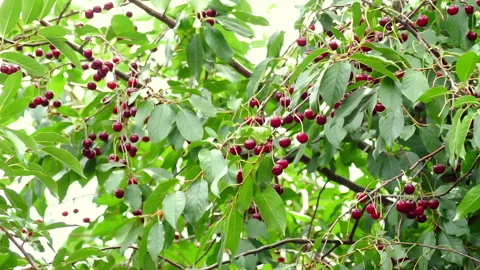 The red cherry is hanging on a tree in the village. Stock Footage 92671463