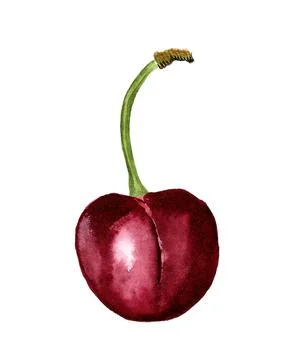 Red cherry Stock Illustration