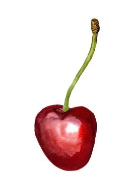Red cherry Stock Illustration