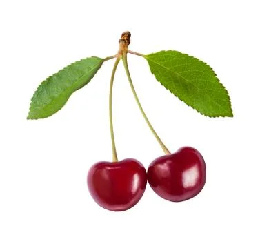 Red cherry isolated on white Stock Photos