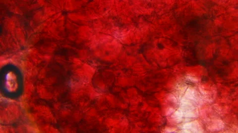 Red Cherry Membrane (Close-Up) Stock-Footage 64901207