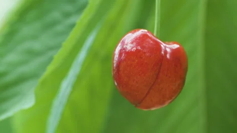 Red cherry moving in the wind Stock Footage 196952798