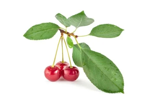 Red cherry Stock Photos