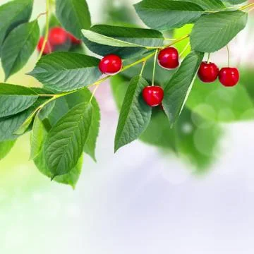 Red cherry. Stock Photos